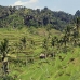 rice_ubud_v_0040_bal0855.jpg